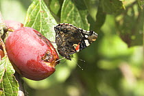 Red admiral butterfly (Vanessa atalanta) feeding on Victoria Plum fruit, Norfolk, UK