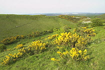 Chalk Grassland habitat with Gorse, (Ulex europaeus) flowering, Purbeck, Dorset, UK