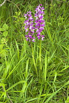Common spotted orchid (Dactylorhiza fuchsii) Dorset, UK
