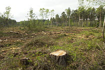 Conifer clearance in the New Forest, Hampshire, UK