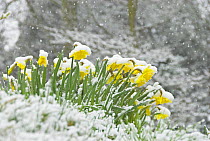 Daffodils (Narcissus sp.) covered in snow, Norfolk, UK