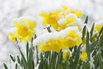 Daffodils (Narcissus sp.) flowers covered in Snow, Norfolk, UK, March,