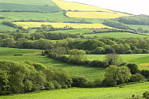 Farmland, Purbeck, Dorset, UK, May