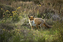 Red Fox (Vulpes vulpes) vixen hunting on lowland heathland, Dorset, UK