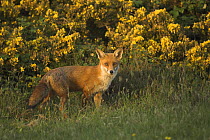 Red fox (Vulpes vulpes) vixen hunting on lowland heathland, Dorset, UK