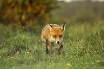 Red fox (Vulpes vulpes) vixen hunting on lowland heathland, Dorset, UK