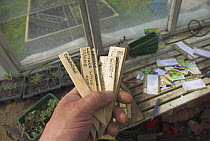 Gardener holding wooden plant labels in greenhouse