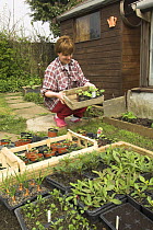 Gardener hardening off plants outside greenhouse in springtime, Norfolk, UK