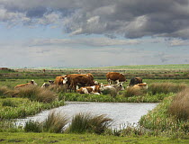 Cattle on grazing marsh, Holkham, Norfolk, UK