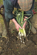 Gardener digging up home grown Leeks (Allium sp.) in urban vegetable garden, Norfolk, UK