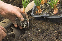 Planting out cell-grown shallots in a small raised bed vegetable plot, Norfolk, UK