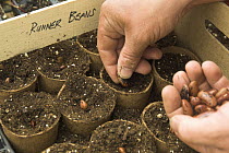 Sowing Runner bean (Phaseolus coccineus) seeds in peat pots in the greenhouse, Norfolk, UK