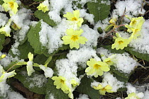 Common primroses (Primula vulgaris) with covering of snow, Norfolk, UK