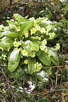 Common primroses (Primula vulgaris) with a very light covering of snow, Norfolk, UK