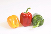 Three Sweet peppers (Capsicum annuum) one of each red, green and yellow