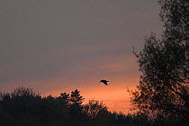 Woodcock (Scolopax rusticola) flying at sunset over heath and woodland, Norfolk, UK