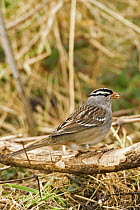 White crowned sparrow (Zonotrichia leucophrys)  rare North American migrant, Cley Village, North Norfolk, UK