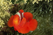 Spine cheeked anemonefish {Premnas biaculeatus} in Anemone {Entacmea quadricolor} Kimbe Bay, Papua New Guinea