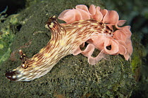Nudibranch {Kentrodoris rubescens} laying egg mass. Bali, Indonesia