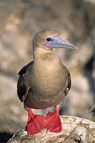 Red footed booby {Sula sula} Tower / Genovesa Is, Galapapos