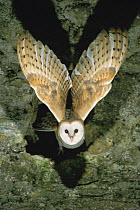 Barn owl {Tyto alba} flying out through hole in building, UK