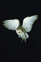 Barn owl {Tyto alba} hovering, UK