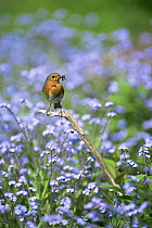 Robin {Erithacus rubecula} with insect prey in beak, amongst Forget me not flowers, UK