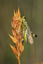 Large marsh grasshopper {Stethophyma grossum} on seedhead, UK