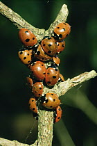 Seven spot ladybirds {Coccinella septempunctata} clustered on branch, UK