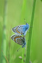 Silver studded blue butterflies {Plebjus argus} mating, Dorset, UK