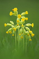 Cowslip {Primula veris} flowers,  UK