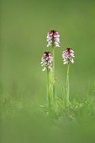 Burnt tip orchid {Neotinea ustulata} flowers,  UK