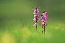 Early purple orchid {Orchis ustulata} flowers,  UK
