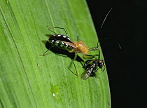 Assassin bug {Reduviidae} feeding on fly, cloudforest, Ecuador