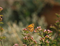 Hedge brown / Gatekeeper butterfly {Pyronia / Maniola tithonus} UK