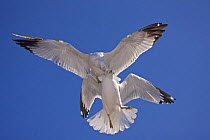 Ring-billed gull (Larus delawarensis) adults fighting in air, NY, USA