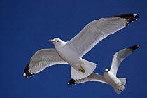 Ring-billed gull (Larus delawarensis) adults in flight, NY, USA