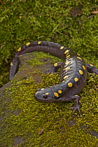 Spotted Salamander (Ambystoma maculatum) on moss covered rock during early spring migration to woodland pond to breed. NY, USA