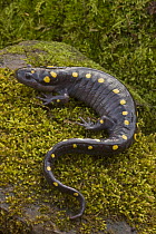 Spotted salamander (Ambystoma maculatum) on moss covered rock during early spring migration to woodland pond to breed, NY, USA