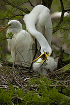 Great Egret (Ardea alba) adult feeding chick on nest, Louisiana, USA