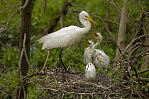 Great egret (Ardea alba) adult with three chicks on nest, Louisiana, USA