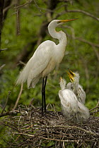 Great egret (Ardea alba) adult with chicks on nest, Louisiana, USA