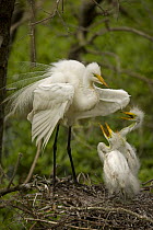 Great egret (Ardea alba) adult with chicks begging for food on nest, Louisiana, USA