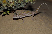 Persian ground gecko (Stenodactylus doriae) on sand, Sharjah, UAE