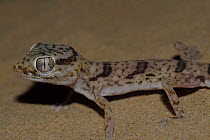 Gecko (Stenodactylus khobarensis) on sand, Sharjah, UAE