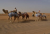 Racing camels on exercise in the desert, Sharjah, UAE, April 2008