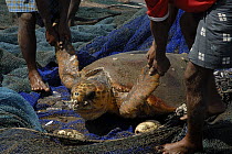 Men removing loggerhead turtle (Caretta caretta) from fishermen's nets. Dibbah, UAE, April 2008