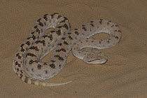 Hornless specimen of Arabian horned viper (Cerastes gasperettii) on sand, Sharjah, UAE, April 2008