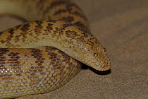 Arabian Sand Boa snake (Eryx jayakari) on sand, Sharjah, UAE, April 2008