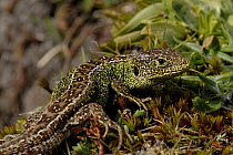 Sand lizard (Lacerta agilis) adult male. Purbeck, Dorset UK, April 2008